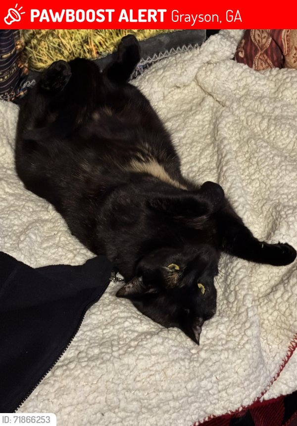 Lost Female Cat last seen Pinehurst and Ridgedale, Grayson, GA 30017