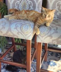 Lost Male Cat last seen Near West 2nd Ave, Sun Valley, NV 89433