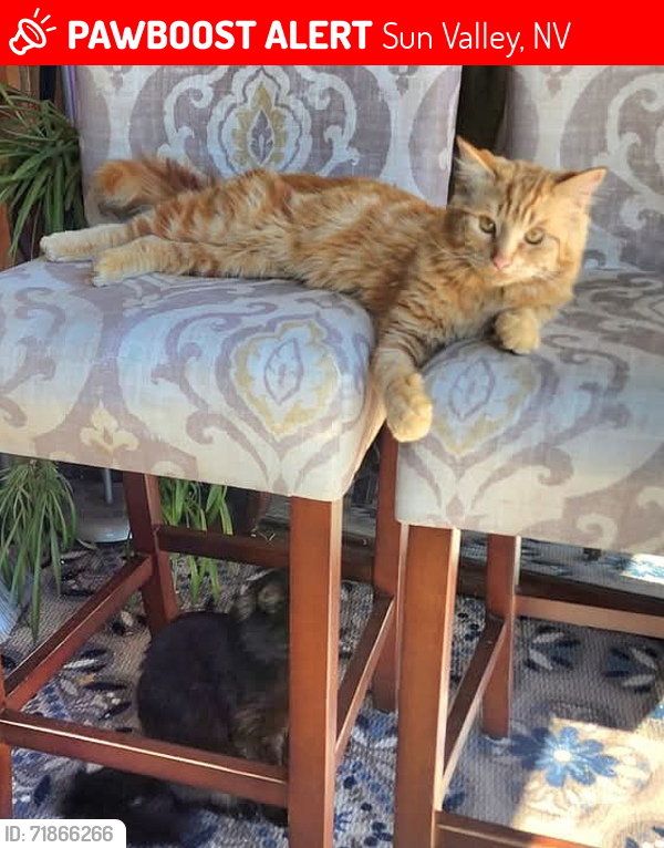 Lost Male Cat last seen Near West 2nd Ave, Sun Valley, NV 89433