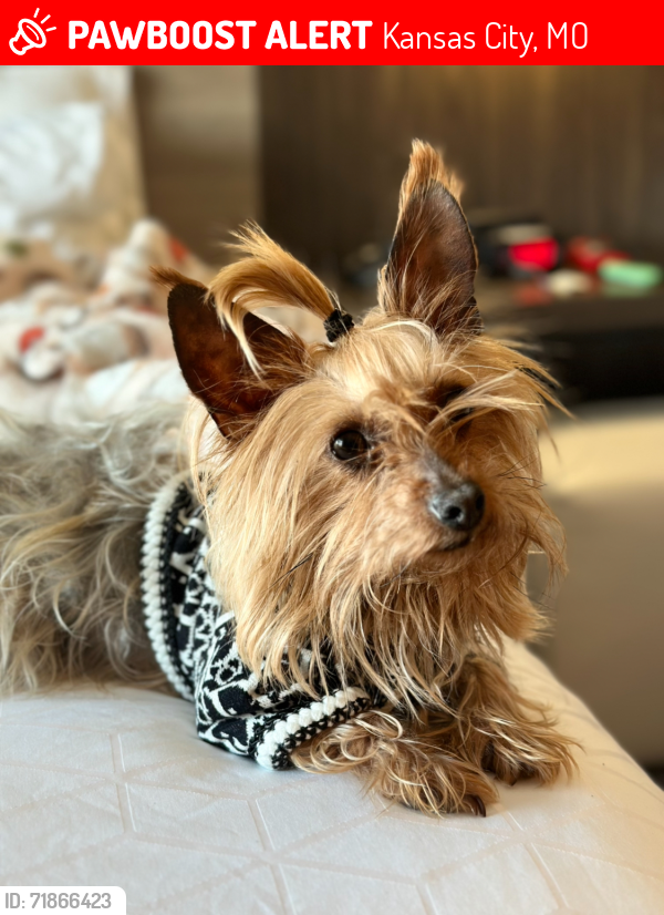 Lost Female Dog last seen Waukomis and Englewood , Kansas City, MO 64151