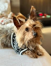 Lost Female Dog last seen Waukomis and Englewood , Kansas City, MO 64151