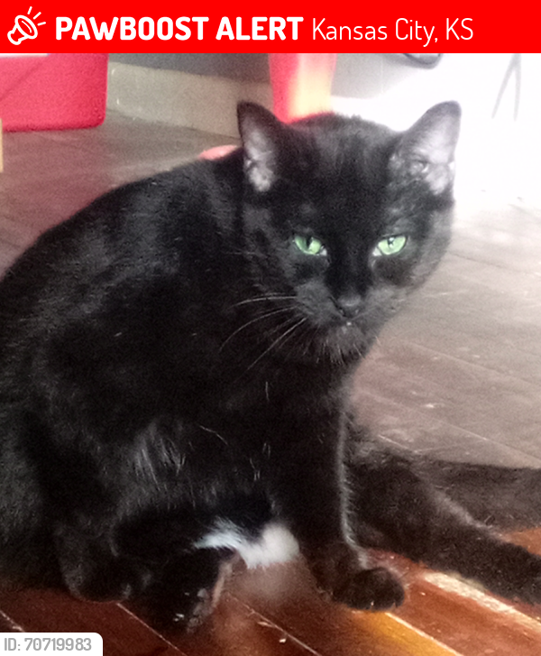 Lost Female Cat last seen Wood Yard Barbecue at 3001 Merriam Lane, Kansas City, KS 66106
