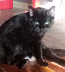 Lost Female Cat last seen Wood Yard Barbecue at 3001 Merriam Lane, Kansas City, KS 66106