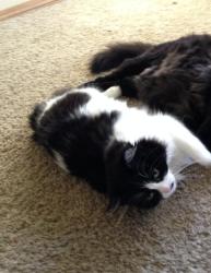 Lost Female Cat last seen N Melrose dr between the 78 and Olive, Vista, CA 92083