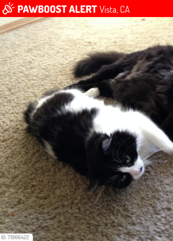 Lost Female Cat last seen N Melrose dr between the 78 and Olive, Vista, CA 92083