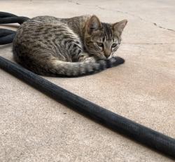 Lost Female Cat last seen E Dolphin Ave. and S. Dolphin Ave., Mesa, AZ 85204