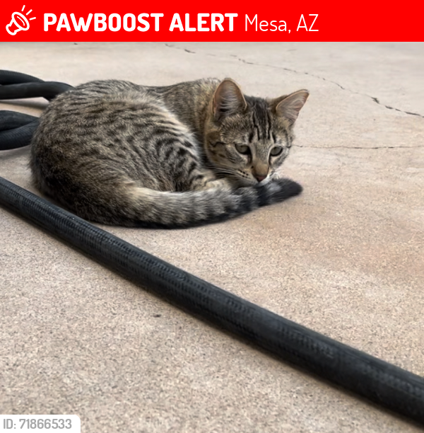 Lost Female Cat last seen E Dolphin Ave. and S. Dolphin Ave., Mesa, AZ 85204