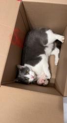 Lost Male Cat last seen Ridge Rd and Brandon Rd, Clover, SC 29710