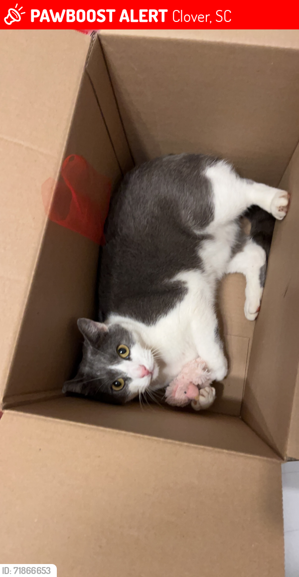 Lost Male Cat last seen Ridge Rd and Brandon Rd, Clover, SC 29710