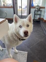 Lost Female Dog last seen Smith Johnson rd, jacks creek rd, Yancey County, NC 28714
