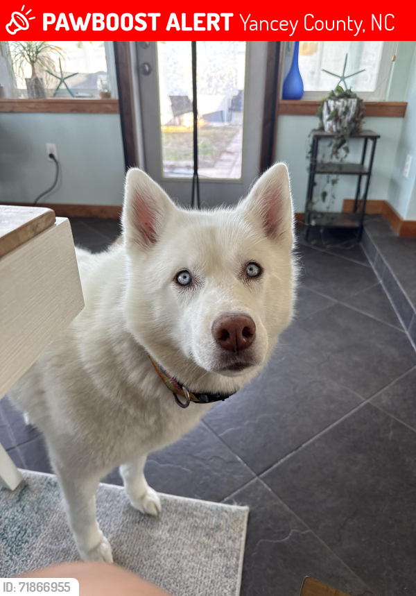 Lost Female Dog last seen Smith Johnson rd, jacks creek rd, Yancey County, NC 28714