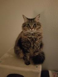 Lost Female Cat last seen Palm Valley Golf Course Phase I, Goodyear, AZ 85395