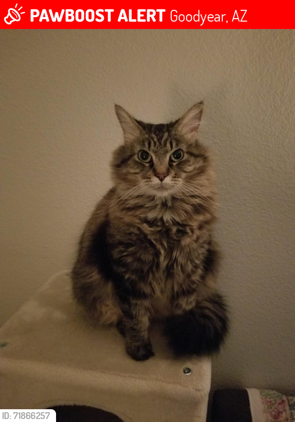 Lost Female Cat last seen Palm Valley Golf Course Phase I, Goodyear, AZ 85395