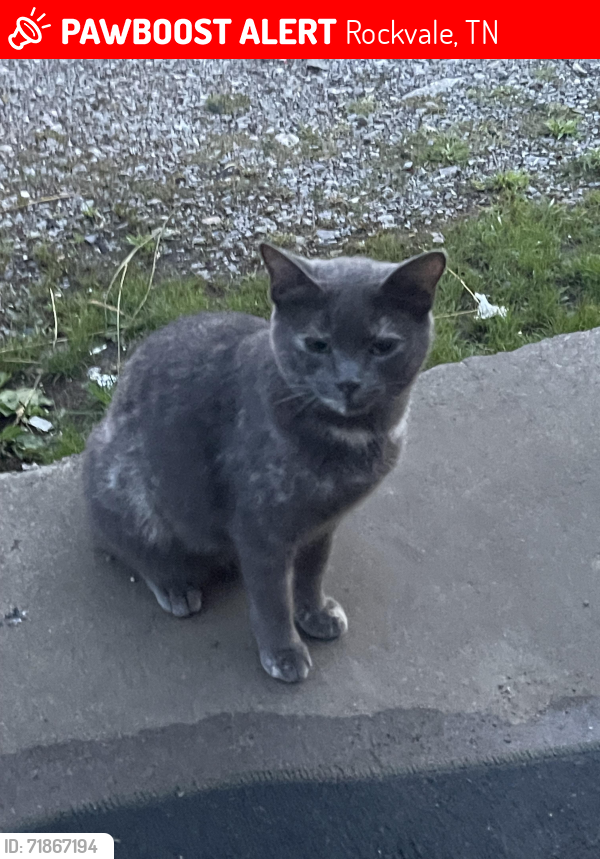 Lost Female Cat last seen Kingwood , Rockvale, TN 37153