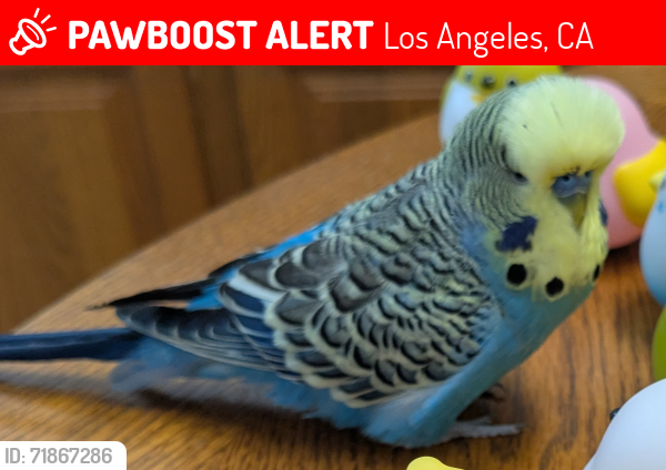 Lost Male Bird last seen Allin street , near Venice free  Methodist church, Los Angeles, CA 90066