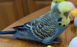 Lost Male Bird last seen Allin street , near Venice free  Methodist church, Los Angeles, CA 90066