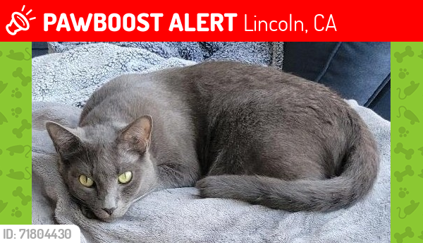 Lost Male Cat last seen Longmeadow Dr. and Southwick Lane, Lincoln, Lincoln, CA 95648