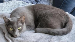 Lost Male Cat last seen Longmeadow Dr. and Southwick Lane, Lincoln, Lincoln, CA 95648