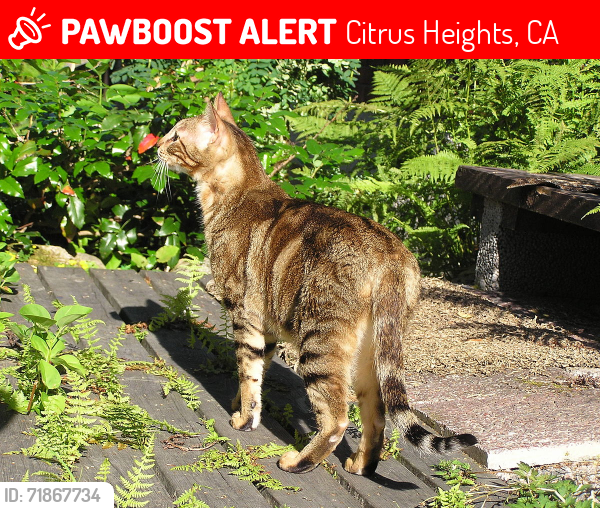 Lost Female Cat last seen Dunmore and Dewey , Citrus Heights, CA 95621