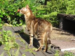Lost Female Cat last seen Dunmore and Dewey , Citrus Heights, CA 95621