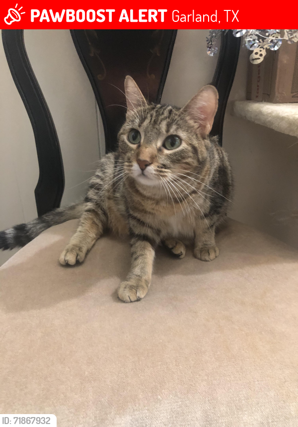 Lost Female Cat last seen Valley park and obanion, Garland, TX 75043