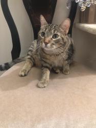 Lost Female Cat last seen Valley park and obanion, Garland, TX 75043