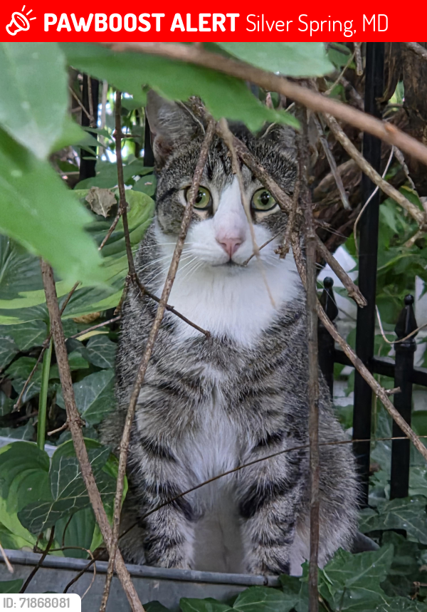 Lost Male Cat last seen Rosemary Hills Elementary School, Silver Spring, MD 20910