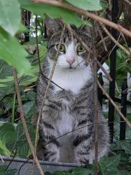 Lost Male Cat last seen Rosemary Hills Elementary School, Silver Spring, MD 20910