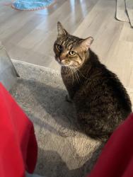 Lost Male Cat last seen Tractor supply , Crestview, FL 32539