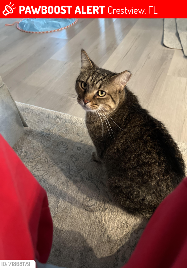 Lost Male Cat last seen Tractor supply , Crestview, FL 32539