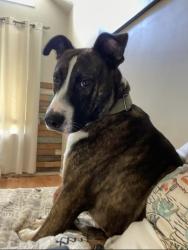 Lost Male Dog last seen County Rd 418 Heflin,AL, Heflin, AL 36264