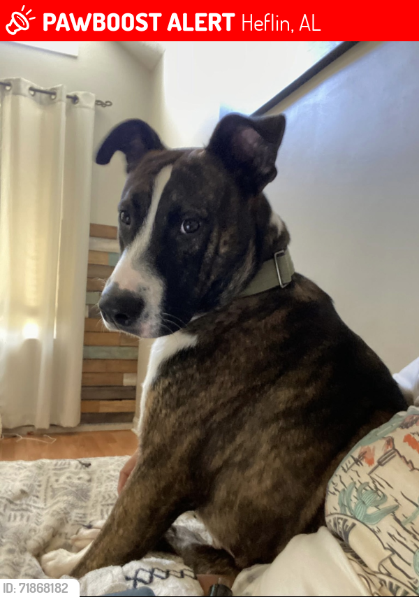 Lost Male Dog last seen County Rd 418 Heflin,AL, Heflin, AL 36264