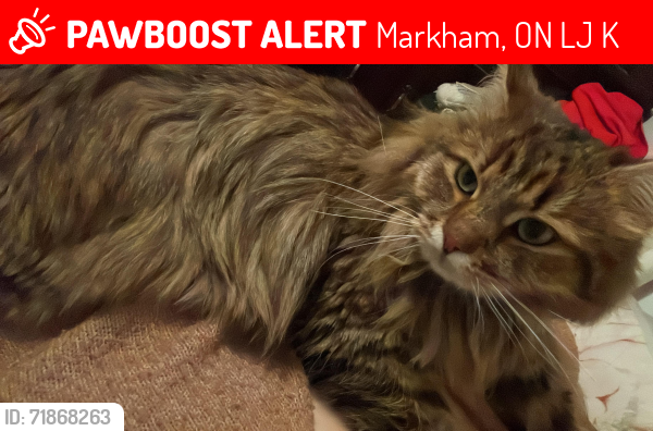 Lost Male Cat last seen Yonge st and 407, Markham, ON L4J 1K3