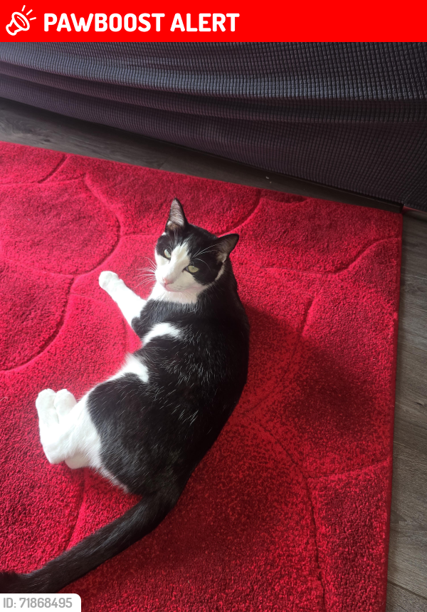 Lost Male Cat last seen Near Mount Road , Greater Manchester, England M19 3ET