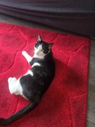 Lost Male Cat last seen Near Mount Road , Greater Manchester, England M19 3ET