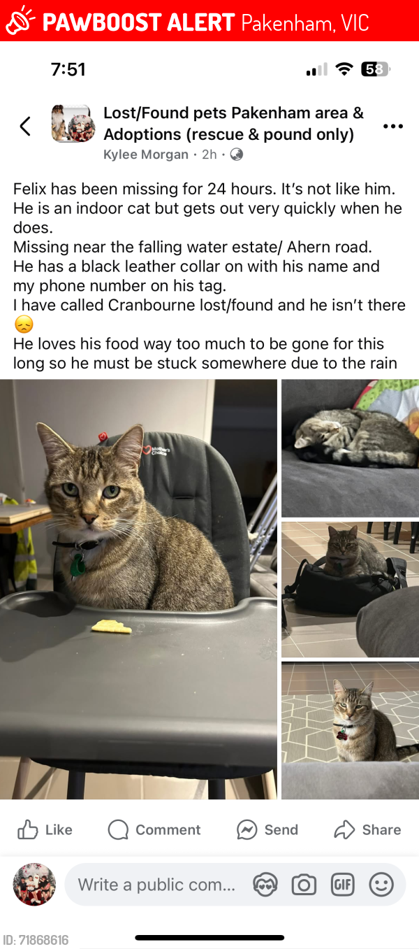 Lost Male Cat last seen Tipperary circuit Pakenham , Pakenham, VIC 3810