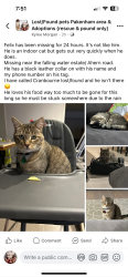 Lost Male Cat last seen Tipperary circuit Pakenham , Pakenham, VIC 3810