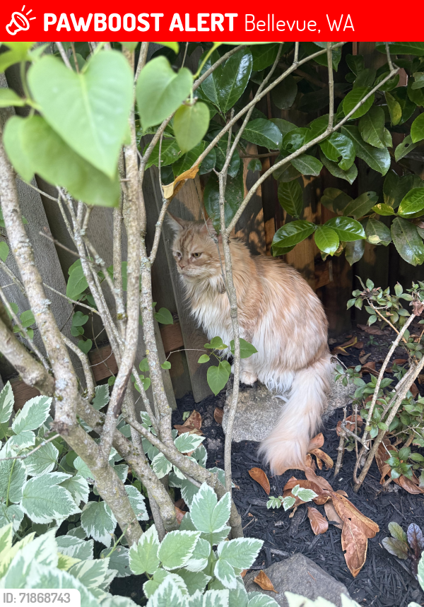Lost Male Cat last seen SE 12th &144th Ave SE, Bellevue, WA 98007
