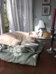 Lost Male Cat last seen Willow abd Elford Streets, near to First and C Streets, Gerstle Park Area, San Rafael, CA 94901, San Rafael, CA 94901