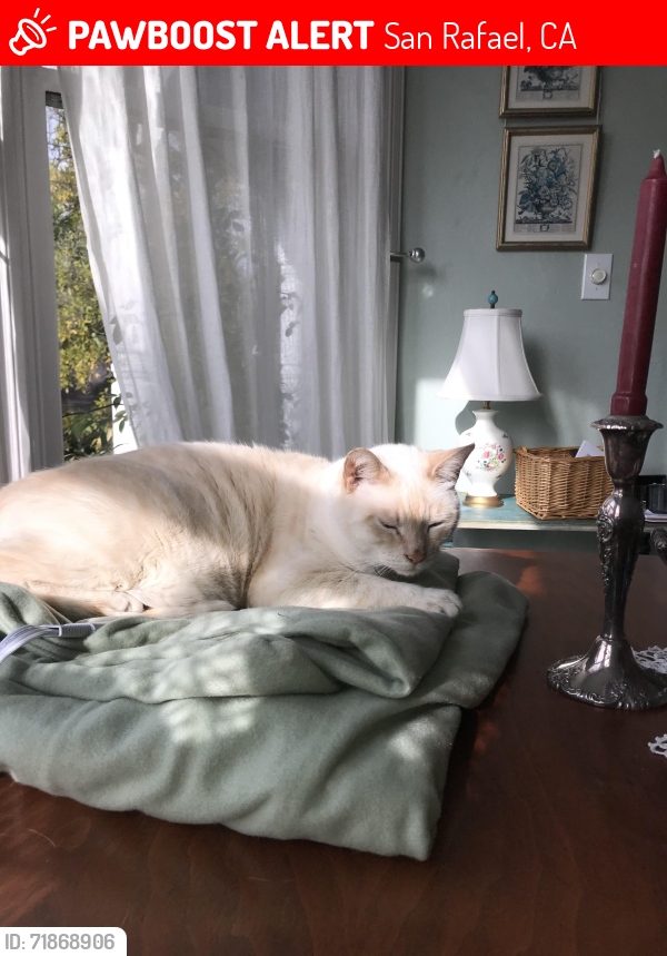 Lost Male Cat last seen Willow abd Elford Streets, near to First and C Streets, Gerstle Park Area, San Rafael, CA 94901, San Rafael, CA 94901