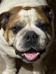 Lost Male Dog last seen Tower rd , Alamo, TX 78516