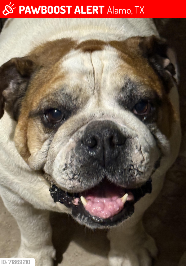 Lost Male Dog last seen Tower rd , Alamo, TX 78516