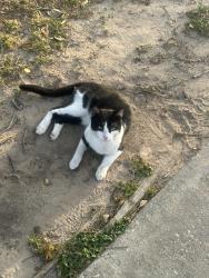 Reunited Male Cat last seen Bammel St, Houston, TX 77086