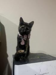 Lost Female Cat last seen Sand Hollow Community trailer park, Hurricane, UT 84737