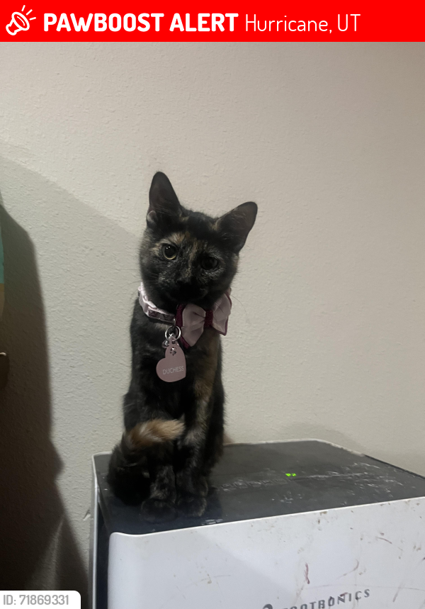 Lost Female Cat last seen Sand Hollow Community trailer park, Hurricane, UT 84737