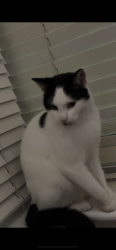 Lost Male Cat last seen Corpus Christi School , North End, England PO2