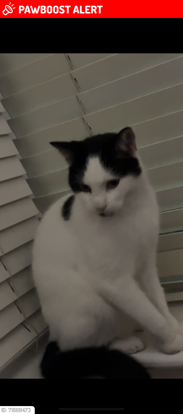 Lost Male Cat last seen Corpus Christi School , North End, England PO2