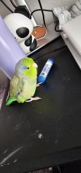 Lost Male Bird last seen Mercy Rd and Kika Court, Montierra apmts, San Diego, CA 92129
