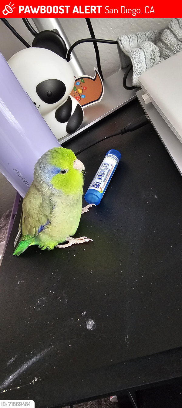 Lost Male Bird last seen Mercy Rd and Kika Court, Montierra apmts, San Diego, CA 92129