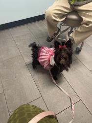 Lost Female Dog last seen Cooper School and One life gym, Hampton, VA 23666